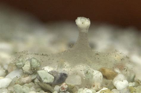 Axolotl sperm cones. Things To Know About Axolotl sperm cones. 